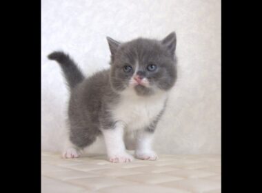 ブリティッシュショートヘアー子猫　British Shorthair　2025.9.27産まれ　　　ブルー＆ホワイト　女の子　シーダキャット猫のお店