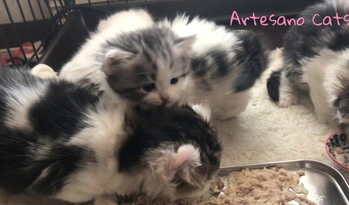 キンカロー(マンチカン×アメリカンカール) 赤ちゃん子猫 れっつごー離乳食！ 生後1カ月 ぶーちゃんママの5ベイビーズ