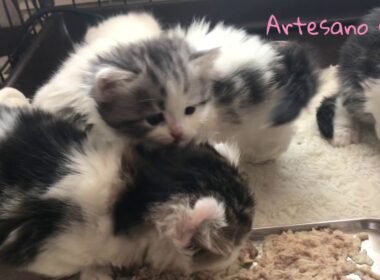 キンカロー(マンチカン×アメリカンカール) 赤ちゃん子猫 れっつごー離乳食！ 生後1カ月 ぶーちゃんママの5ベイビーズ