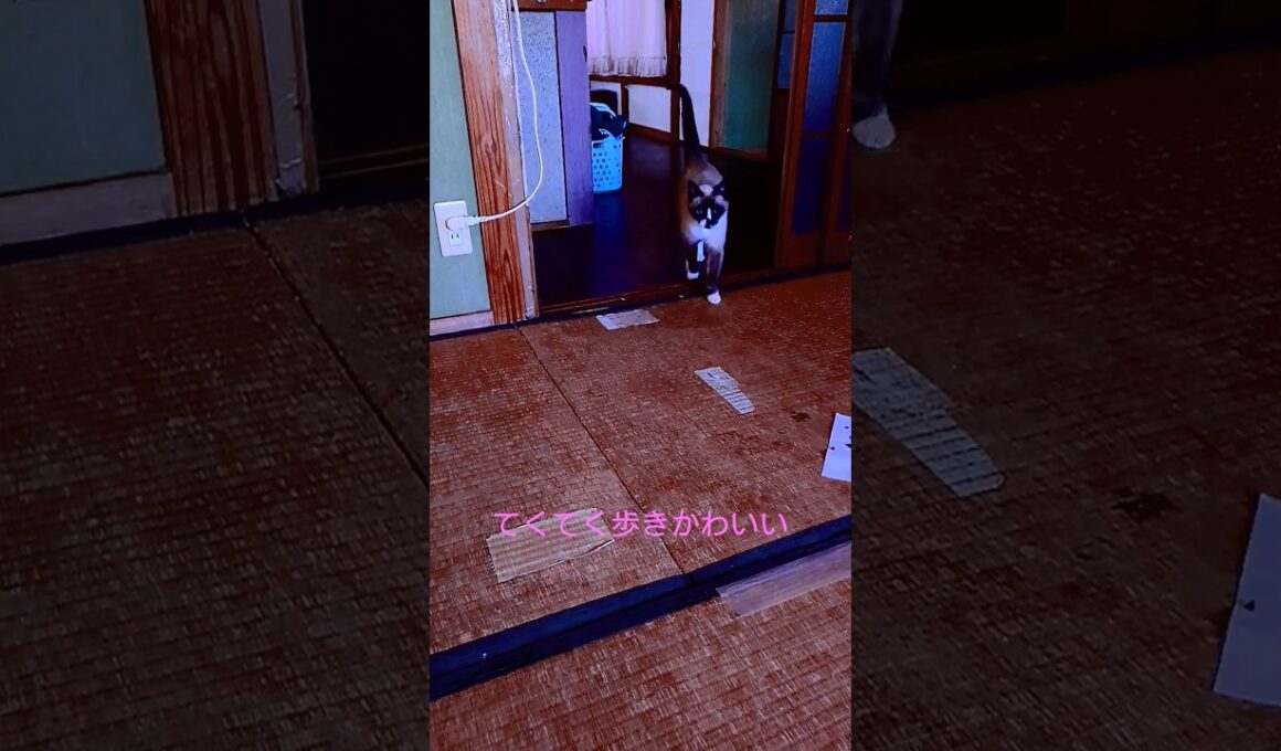 てくてく歩き#シャム猫#ねこ#猫#cat#Shorts