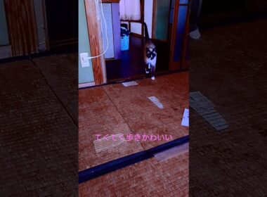 てくてく歩き#シャム猫#ねこ#猫#cat#Shorts