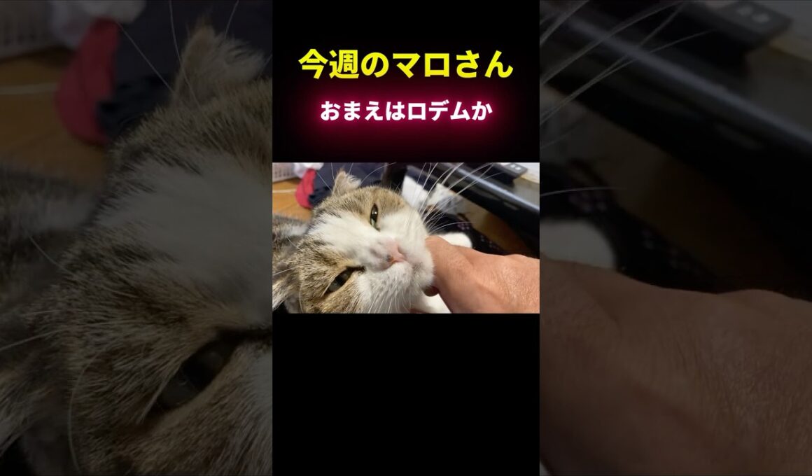 【マロさんの暮らし】ロデム変身！地を駆けろ