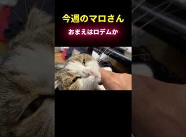 【マロさんの暮らし】ロデム変身！地を駆けろ