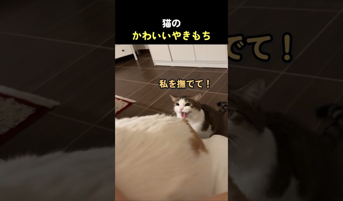 猫のかわいいやきもち