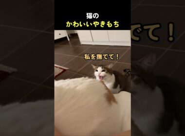 猫のかわいいやきもち