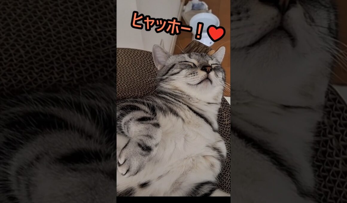 ｢なにもしにゃい なにもしにゃい｣#shorts  #cats #アメショ#アメリカンショートヘアー #猫  #ねこ #猫のいる暮らし #子ネコ