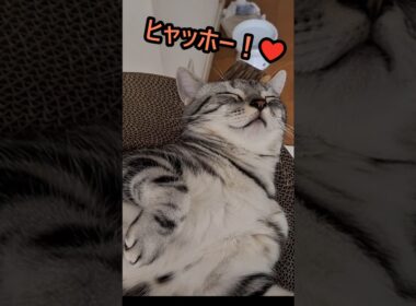 ｢なにもしにゃい なにもしにゃい｣#shorts  #cats #アメショ#アメリカンショートヘアー #猫  #ねこ #猫のいる暮らし #子ネコ