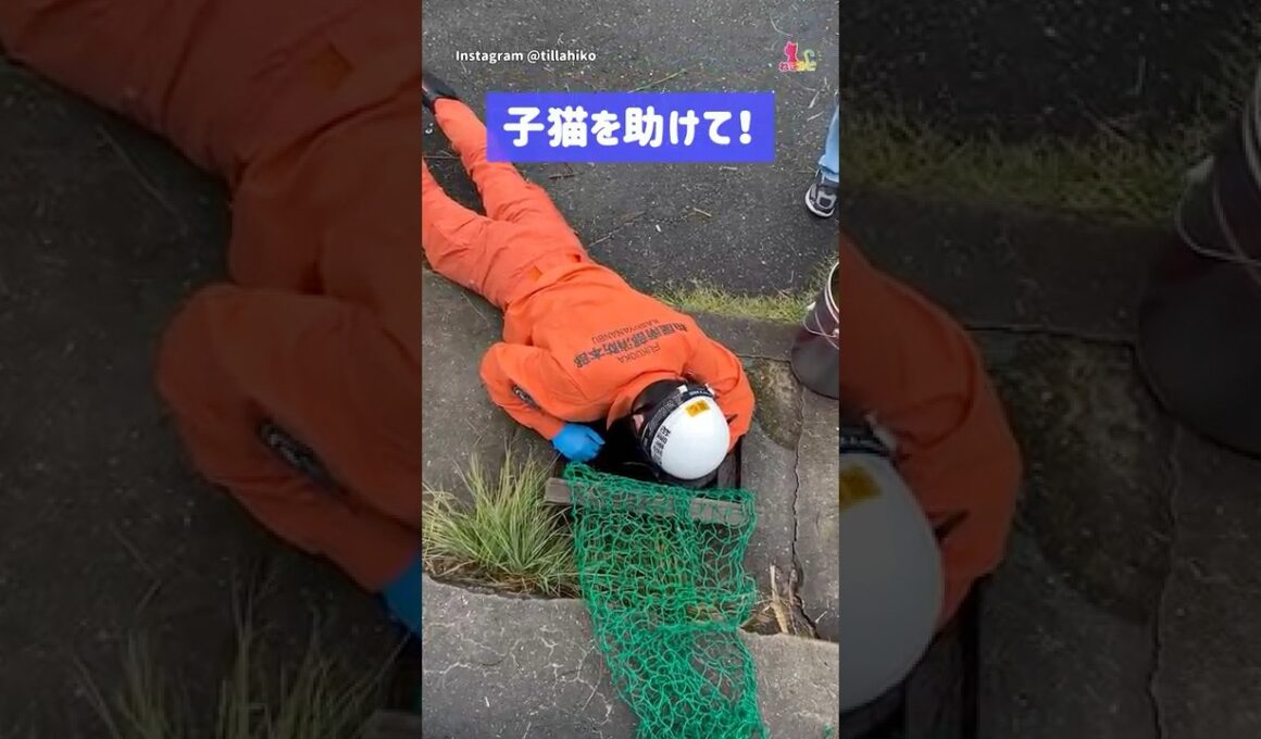 側溝に落ちた子猫の救出劇
