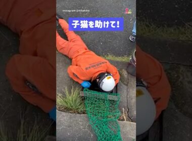 側溝に落ちた子猫の救出劇