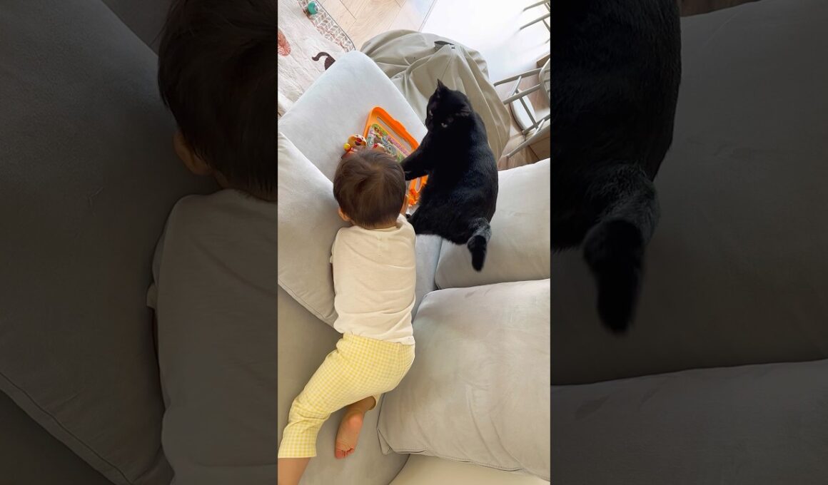 赤ちゃんと遊びたい猫🐈⬛ #保護猫 #baby #cat