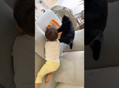 赤ちゃんと遊びたい猫🐈‍⬛ #保護猫 #baby #cat