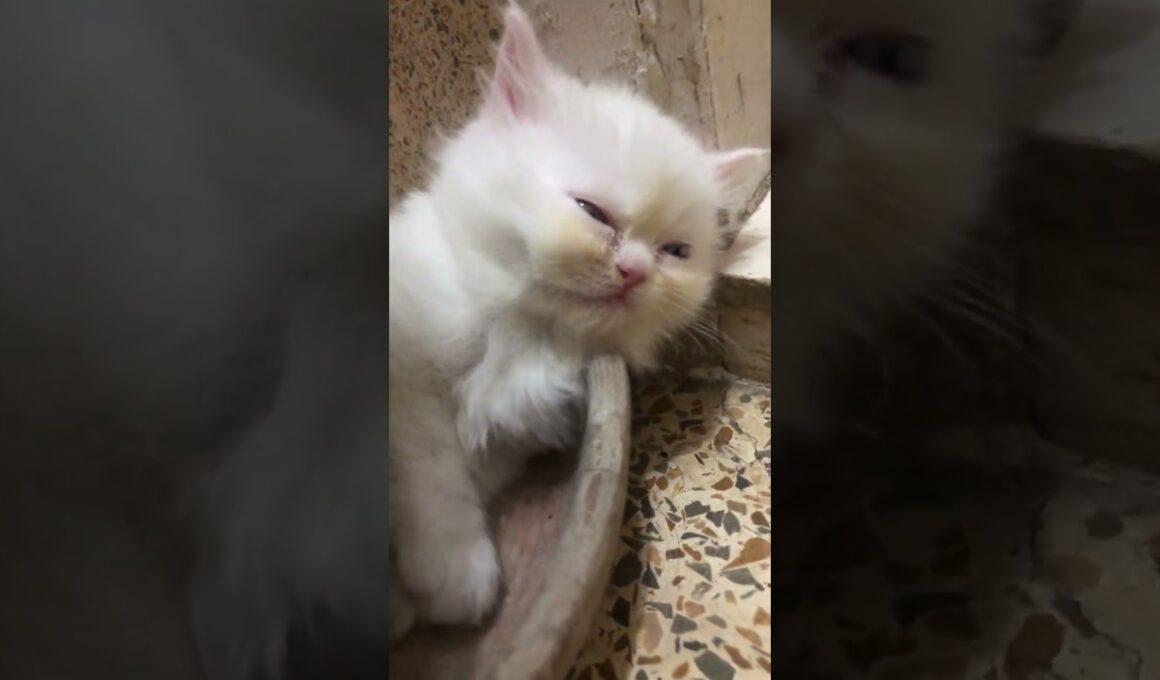 sleeping kitty🥰🥰🥰 #cat #cute #pets #kitten #luckyainncats #赤ちゃん #cutecat #好きな子猫 #子ネコ #new