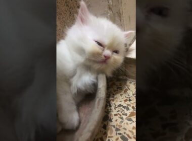 sleeping kitty🥰🥰🥰 #cat #cute #pets #kitten #luckyainncats #赤ちゃん #cutecat #好きな子猫 #子ネコ #new