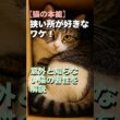 【猫の本能】狭い所が好きなワケ!意外と知らない猫の習性を解説