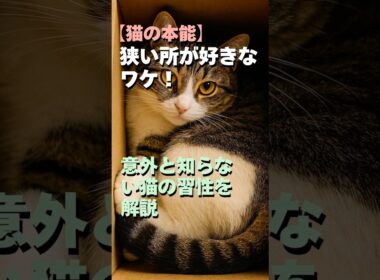 【猫の本能】狭い所が好きなワケ！意外と知らない猫の習性を解説