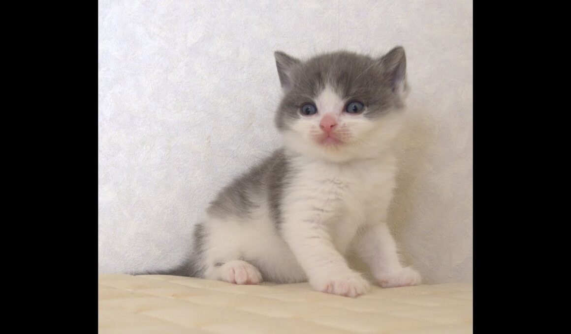 ブリティッシュショートヘアー子猫　British Shorthair　2025.9.27産まれ　　　ブルー＆ホワイト　男の子　シーダキャット猫のお店