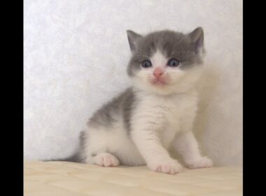 ブリティッシュショートヘアー子猫　British Shorthair　2025.9.27産まれ　　　ブルー＆ホワイト　男の子　シーダキャット猫のお店