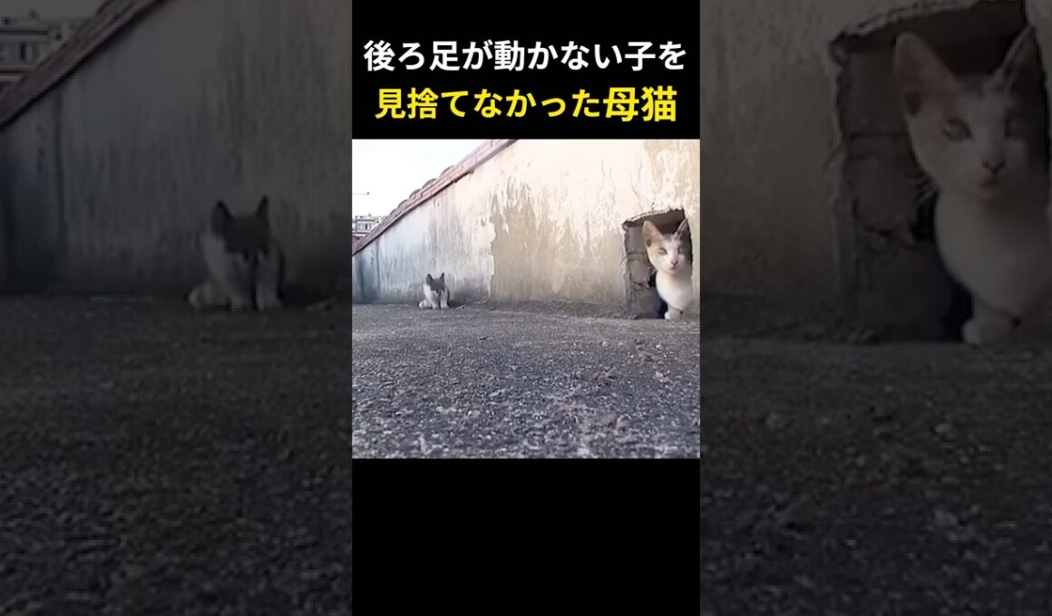 動けない子を、見捨てなかった母猫。｜The Mother Cat Who Never Gave Up #動けない子を見捨てなかった母猫 #保護猫実話 #命の教育