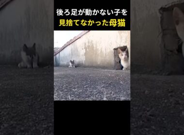 動けない子を、見捨てなかった母猫。｜The Mother Cat Who Never Gave Up #動けない子を見捨てなかった母猫 #保護猫実話 #命の教育