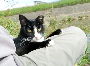 【ワレニャン】河原は猫さんが童心に帰る子供の頃の遊び場 The riverbank has been the cat's playground since he was a child.