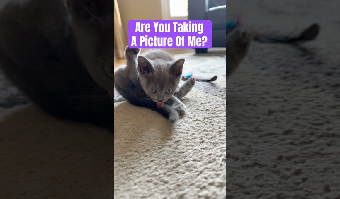 Queen Reign Baby Burmese Cat is so Cute