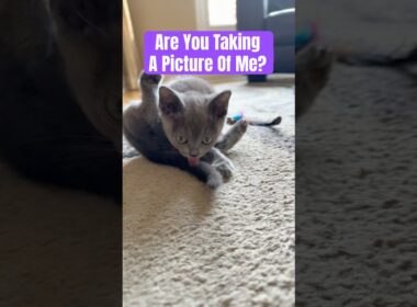 Queen Reign Baby Burmese Cat is so Cute