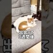 先住猫が子猫を受け入れるまでには時間が必要でした#shorts