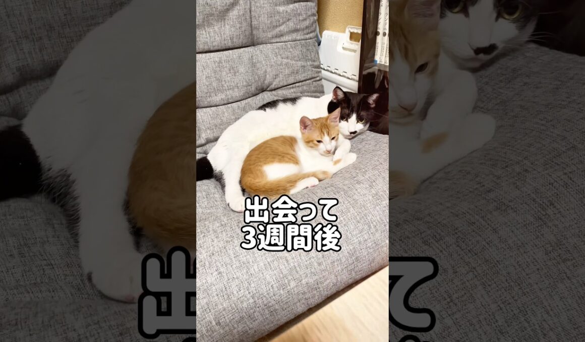先住猫が子猫を受け入れるまでには時間が必要でした#shorts
