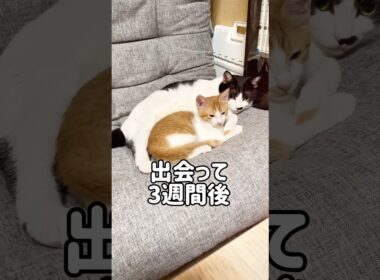 先住猫が子猫を受け入れるまでには時間が必要でした#shorts