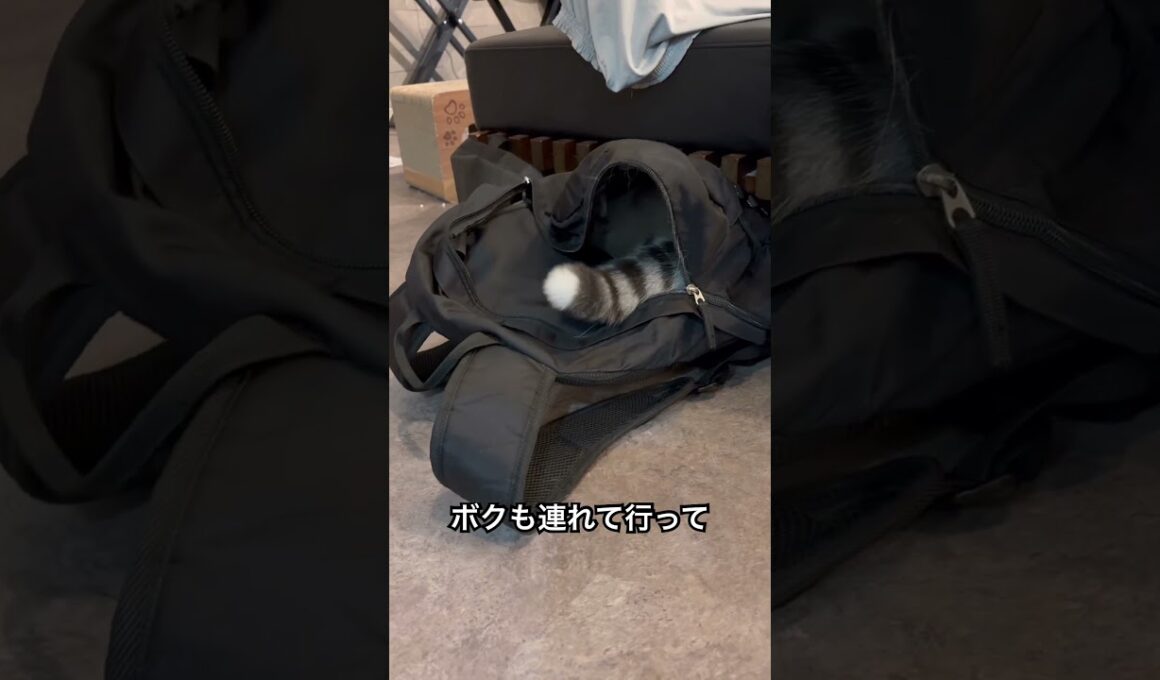 マンチカン| 何にでも入りたがるネッコ [Munchkin]