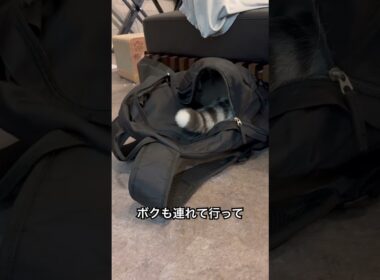 マンチカン| 何にでも入りたがるネッコ [Munchkin]