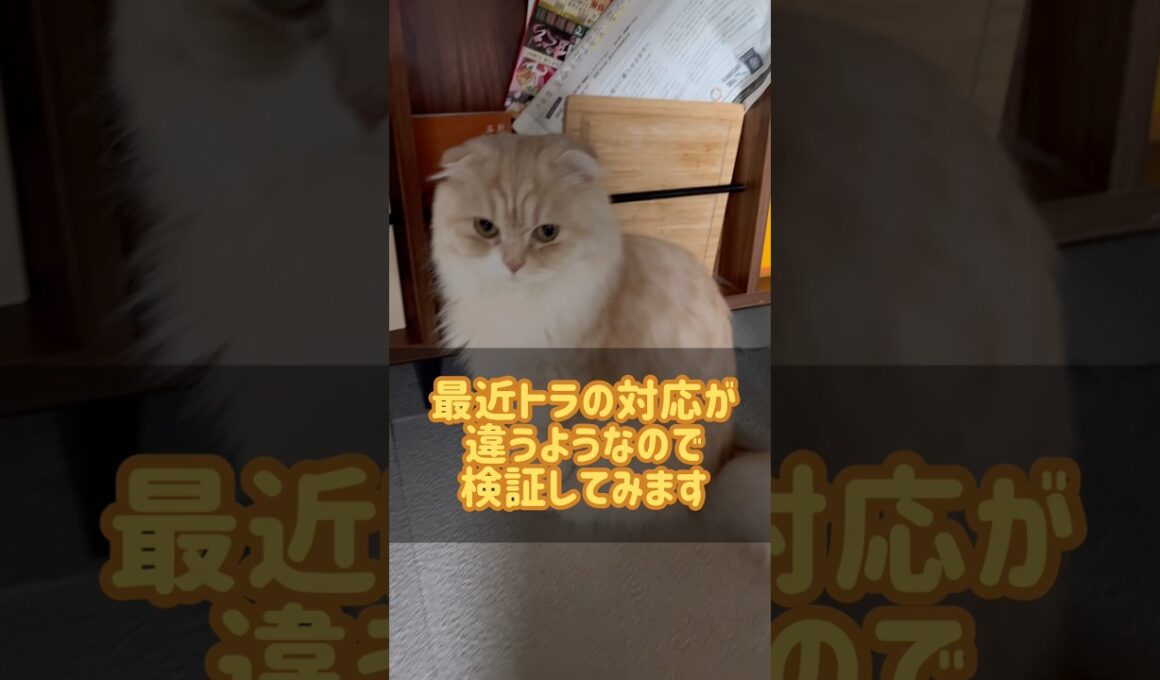 スコティッシュフォールドの対応がおかしいので検証してみた　#スコティッシュフォールド #cat #shorts #猫好きさんと繋がりたい
