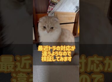 スコティッシュフォールドの対応がおかしいので検証してみた　#スコティッシュフォールド #cat #shorts #猫好きさんと繋がりたい
