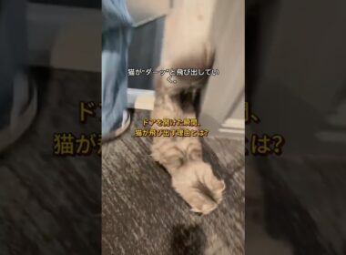 猫がドアから勢いよく飛び出す3つの原因／安心して迎えるための飼い主の対応法#猫　#愛猫　#猫の行動　#猫動画　#猫好きさんと繋がりたい　#ねこ　#ペット　#飼い猫　#猫の習性