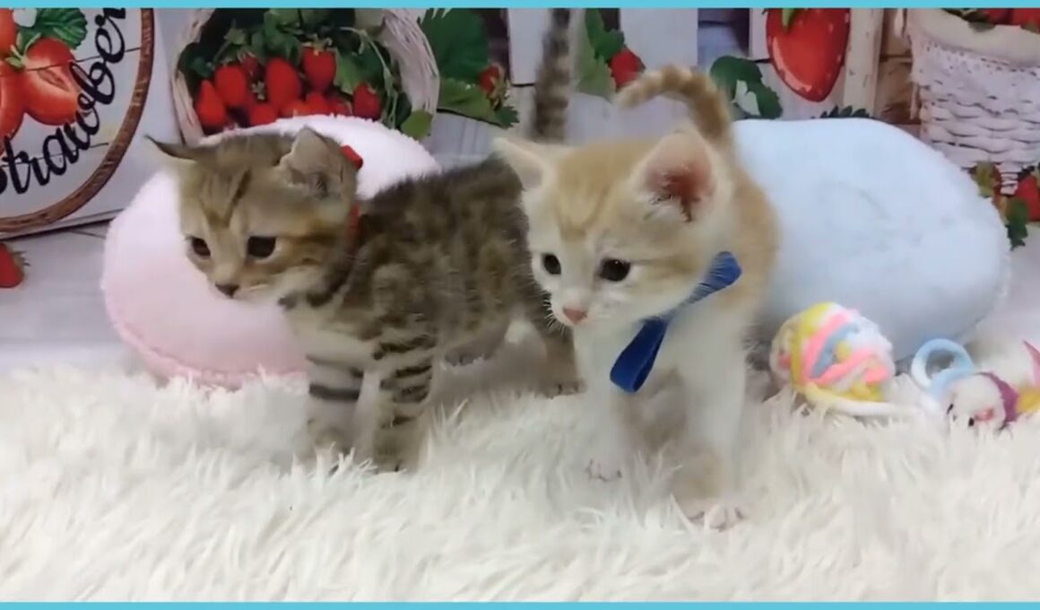 Coo&RIKU　No.00736480 アメリカンカール