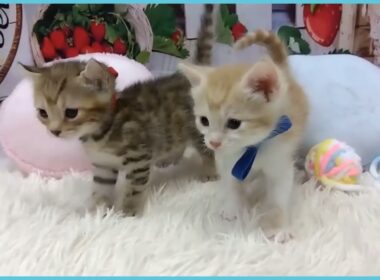 Coo&RIKU　No.00736480 アメリカンカール