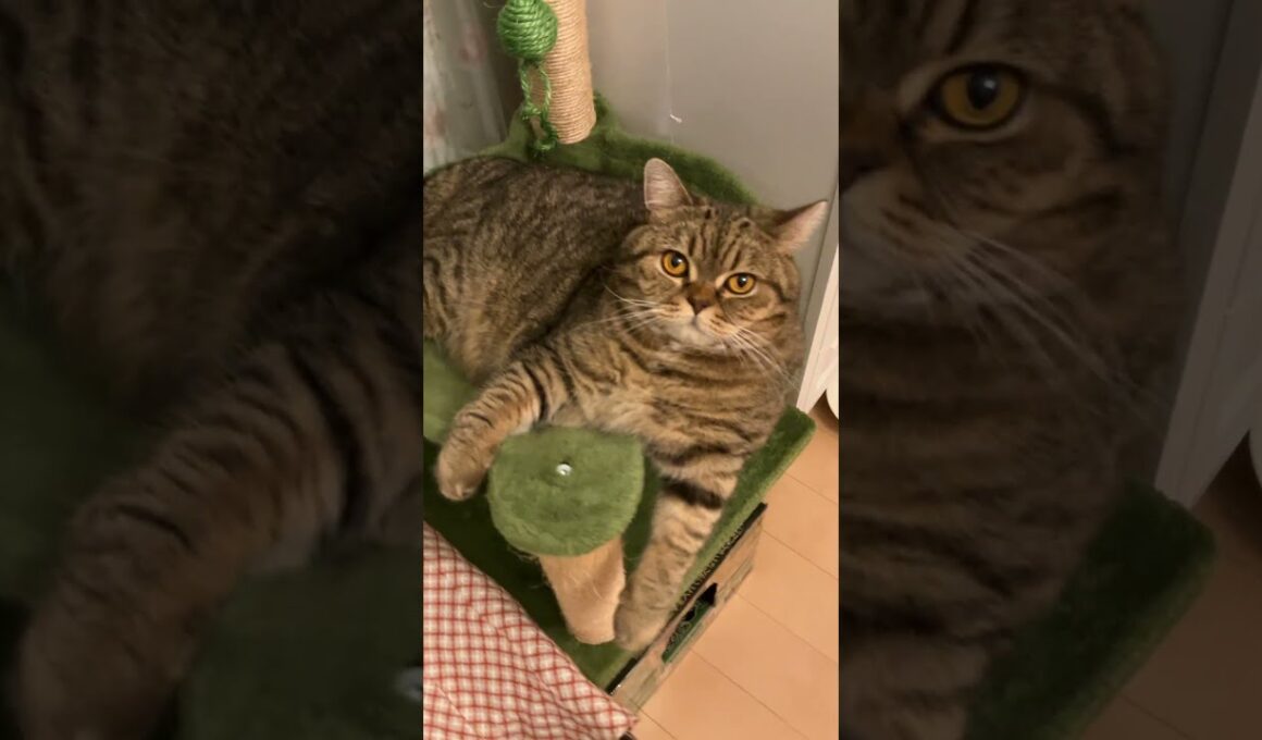 ♥チーノの日常【😺…まんまる…】イギリスから渡航滞在中のスコティッシュ女の子2歳ハーミとホワイトヒマラヤン14歳のチーノ　#shorts　#cat　#pets　猫好き　癒し