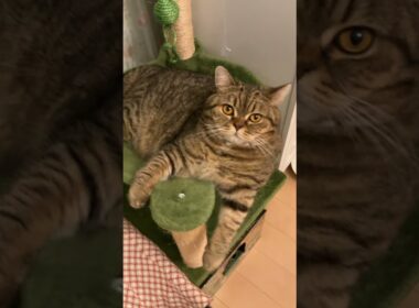 ♥チーノの日常【😺…まんまる…】イギリスから渡航滞在中のスコティッシュ女の子2歳ハーミとホワイトヒマラヤン14歳のチーノ　#shorts　#cat　#pets　猫好き　癒し