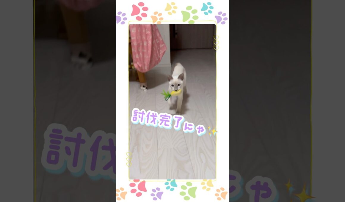 【 ボール拾い ・トンキニーズ】 子猫 vs黄色いやつの 戦い が可愛すぎた #子猫 #ボール拾い #猫のいる暮らし shorts #癒し動画 トンキニーズ #猫動画