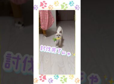 【 ボール拾い ・トンキニーズ】 子猫 vs黄色いやつの 戦い が可愛すぎた #子猫 #ボール拾い #猫のいる暮らし shorts #癒し動画 トンキニーズ #猫動画