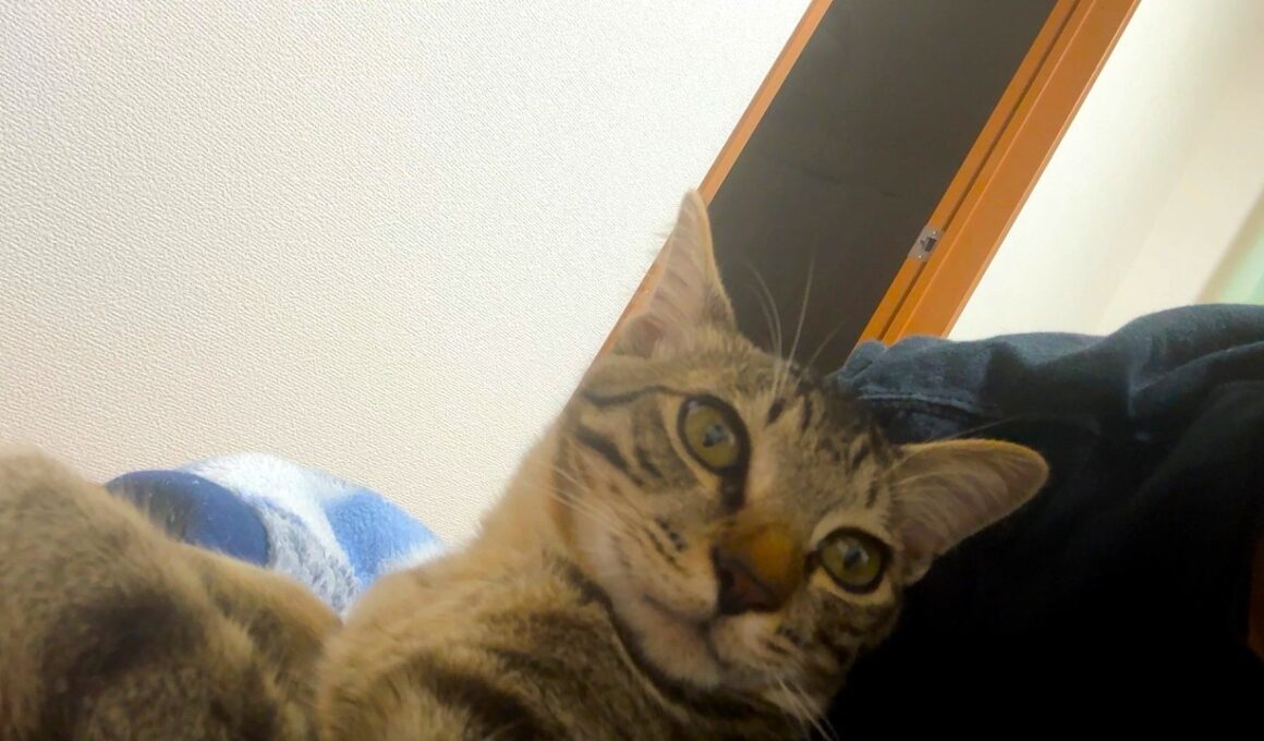 【保護猫】警戒心ゼロになった子猫が可愛いのですが枕を占領されてしまいます