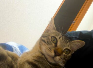 【保護猫】警戒心ゼロになった子猫が可愛いのですが枕を占領されてしまいます