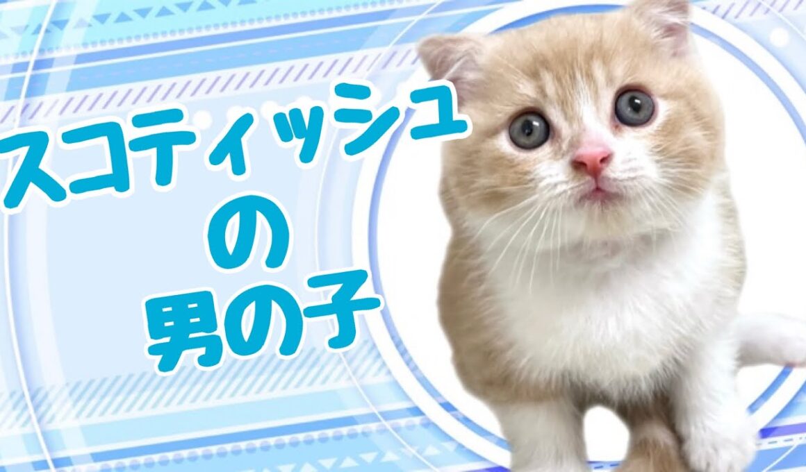 スコティッシュフォールドの子猫　（平野瓜破）