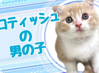 スコティッシュフォールドの子猫　（平野瓜破）