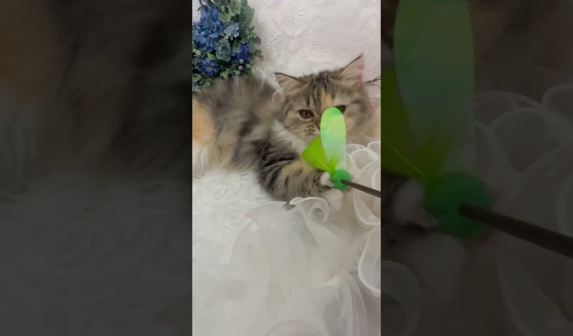 スコティッシュフォールド 【見学後、一緒に帰れます♡】キャリコ＆ロングの可愛い女の子♡