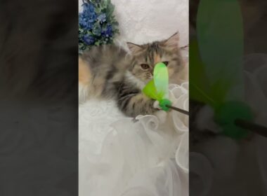 スコティッシュフォールド 【見学後、一緒に帰れます♡】キャリコ＆ロングの可愛い女の子♡