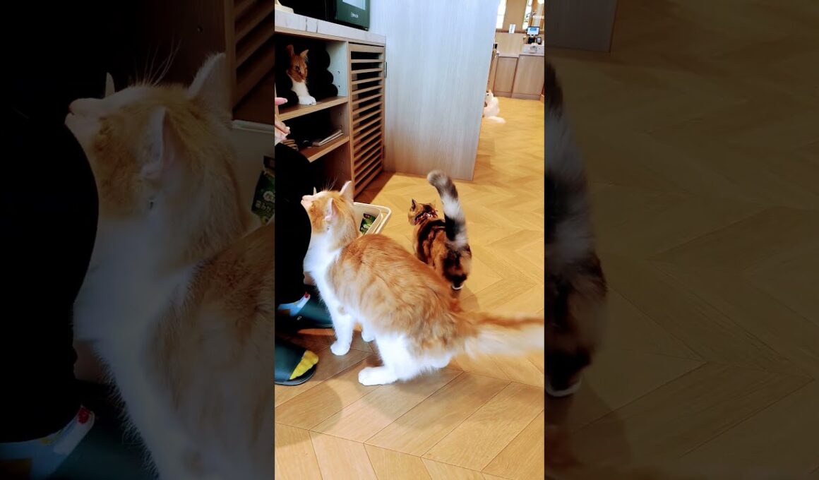 【日本🇯🇵の猫達】姫路の猫カフェ「猫カフェMOCHA（モカ）ピオレ姫路店」★2025年10月28日火曜日 #shorts #姫路 #cat #neko #猫 #แมว #cafe #猫カフェ