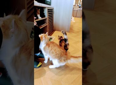 【日本🇯🇵の猫達】姫路の猫カフェ「猫カフェMOCHA（モカ）ピオレ姫路店」★2025年10月28日火曜日 #shorts #姫路 #cat #neko #猫 #แมว #cafe #猫カフェ