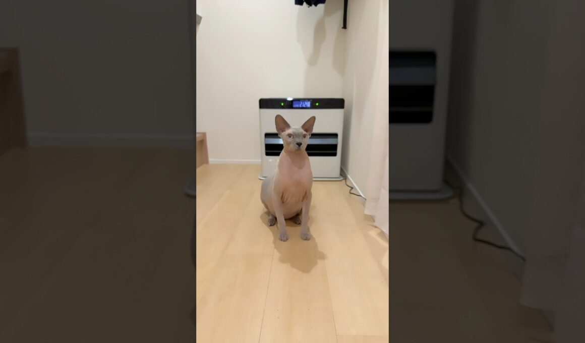 ヒーターの前を陣取る猫スルタンw【スフィンクス】