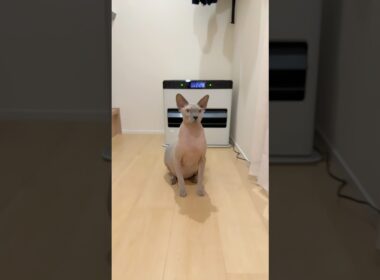 ヒーターの前を陣取る猫スルタンw【スフィンクス】